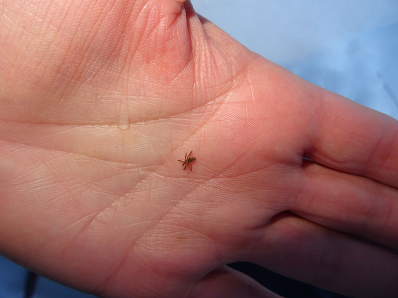 Maschio e femmina di Chionea sp. (Limoniidae)